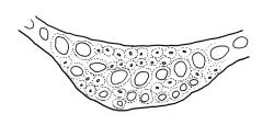 Dicranoloma robustum representative growth form, costa cross-section, mid leaf. Drawn from R.P. Buxton 434, CHR 436824, A.J. Fife 8402, CHR 460630, and A.J. Fife 7526, CHR 406908.
 Image: R.C. Wagstaff © Landcare Research 2018 